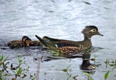 Wood Ducks