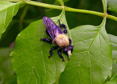 Laphria flavicollis