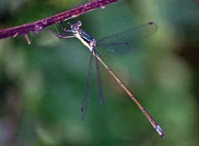 Elegant Spreadwing