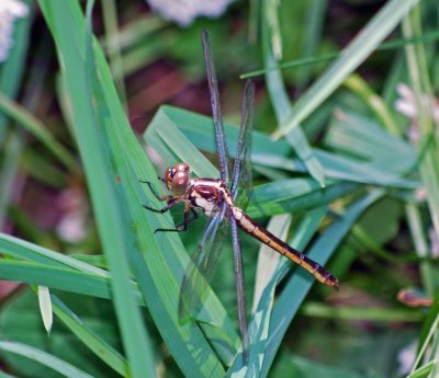 Slaty Skimmer
