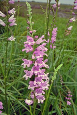 False Dragonhead