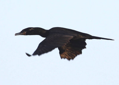 Neotropic Cormorant
