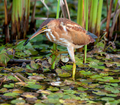 least bittern-7601-800-pb.jpg