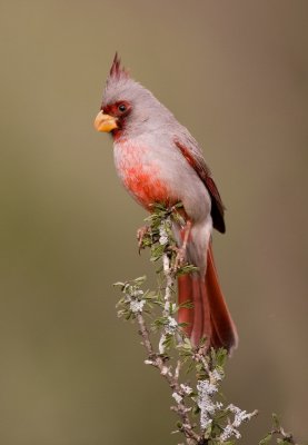 pyrrhuloxia--cardinal pyrrhuloxia 