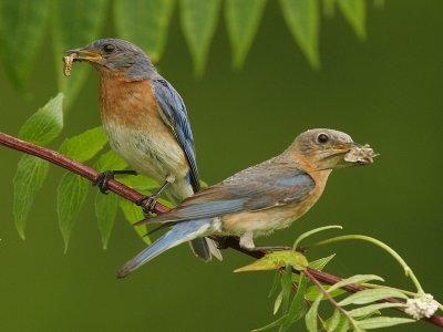 eastern bluebird--merle bleu de l'est