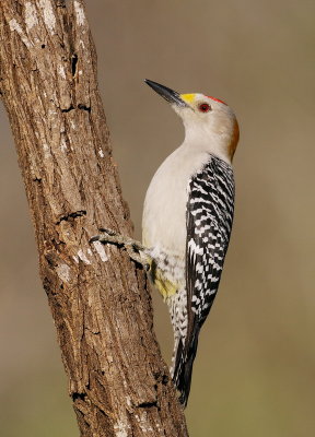 golden-fronted woodpecker--pic a front dore