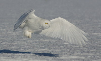snowy owl --harfang des neiges