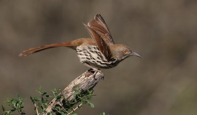 long- billed thrasher--moqueur a long bec