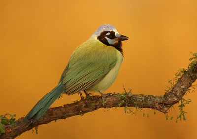 green jay--geai vert