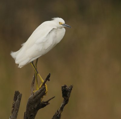 snowy egret.--aigrette neigeuse