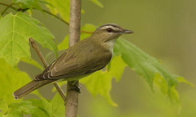 red-eyed viero--vireo aux yeux rouges