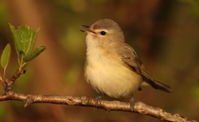 warbling viero--vireo melodieux