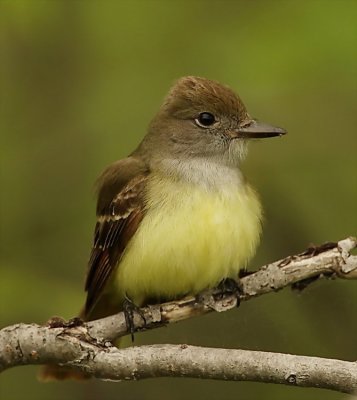 great crested flycatcher--tyran huppe