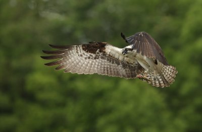 osprey--balbuzard pecheur