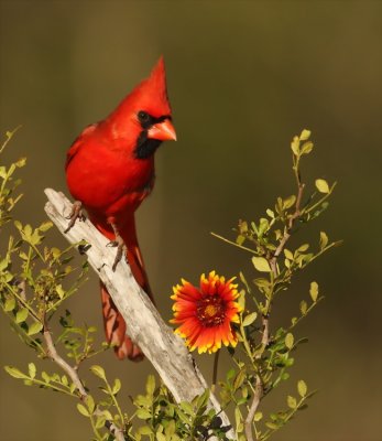 northern cardinal--cardinal rouge