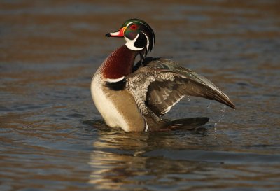 wood duck--canard branchu