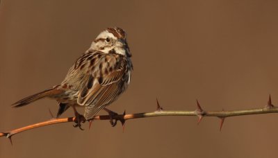 song sparrow-- bruant chanteur