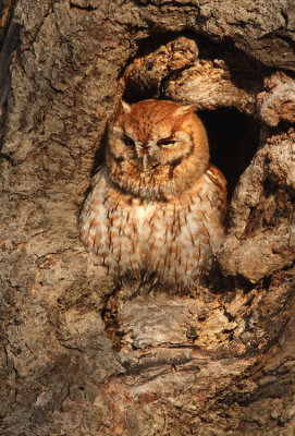 eastern screech-owl--petit-duc macule