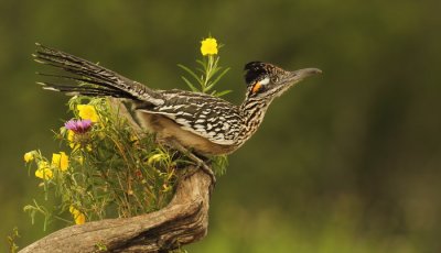 greater roadrunner -- grand geocoucou