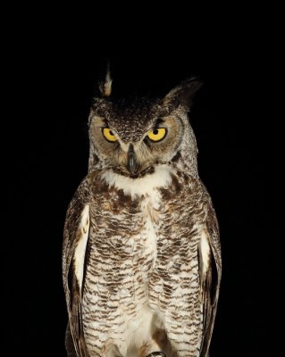 great horned owl -- grand-duc d'amerique