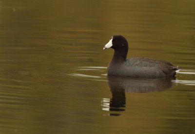 american coot -- foulque d'amerique