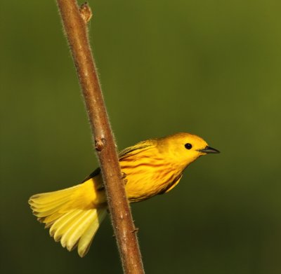 yellow warbler -- paruline jaune