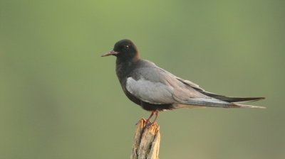 black tern -- guifette noire
