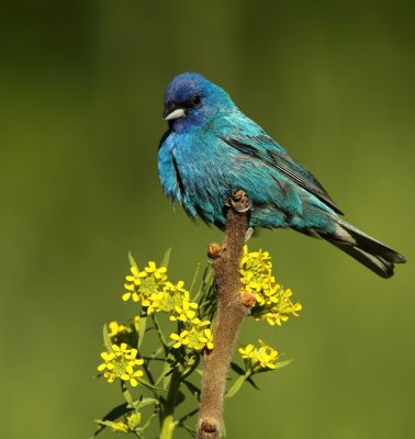 indigo bunting -- passerin indigo