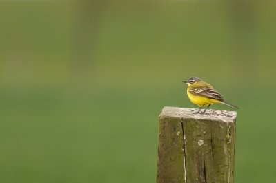 g3/80/954780/3/124902997.IrnCgD5F.jpg