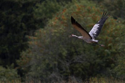 Finnish Birds