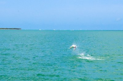 Sara's tarpon jumping 2009-05-24