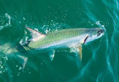 Dee's beach tarpon boatside 2 2009-05-25