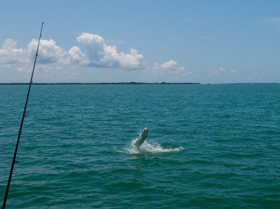 Harold jumping harbor tarpon 2009-05-25
