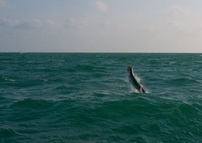 DSC_6305.jpg