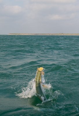 DSC_6313.jpg