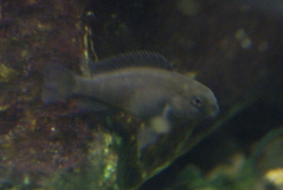 fry 01-30-05.jpg
