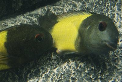 ikola breeding egg closeup.jpg
