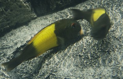 ikola breeding egg dropped.jpg.tif