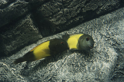 ikola breeding egg.jpg