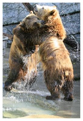 dancing bears.jpg