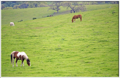 HORSES ON A HILL.jpg
