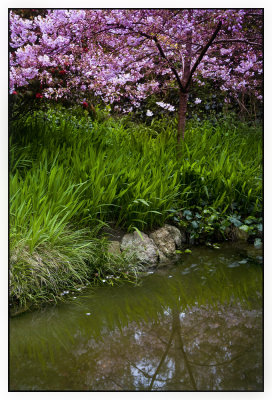 japanese tea garden.jpg