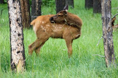 Wild Fawn