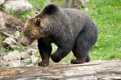 Posing Grizzly