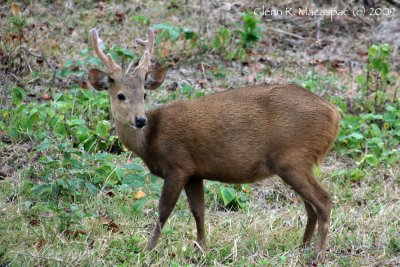 Calamian Deer