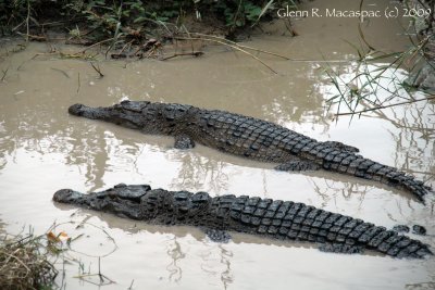 Crocodiles