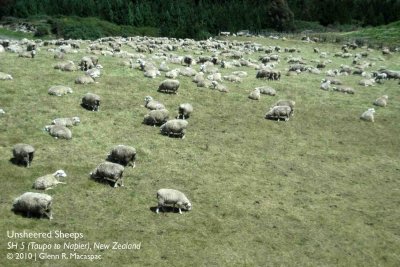 Unsheered Sheeps