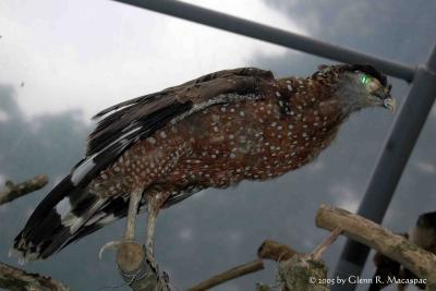 Hawk