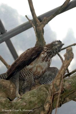 Monket eating eagle