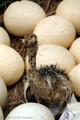 Baby ostrich